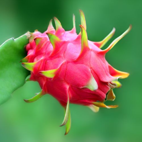 Dragon Fruit